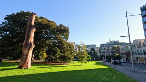 a walk through a vibrant city park