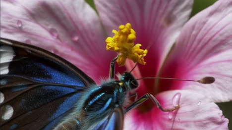 close-up of a blue butterfly on a pink flower with water droplets