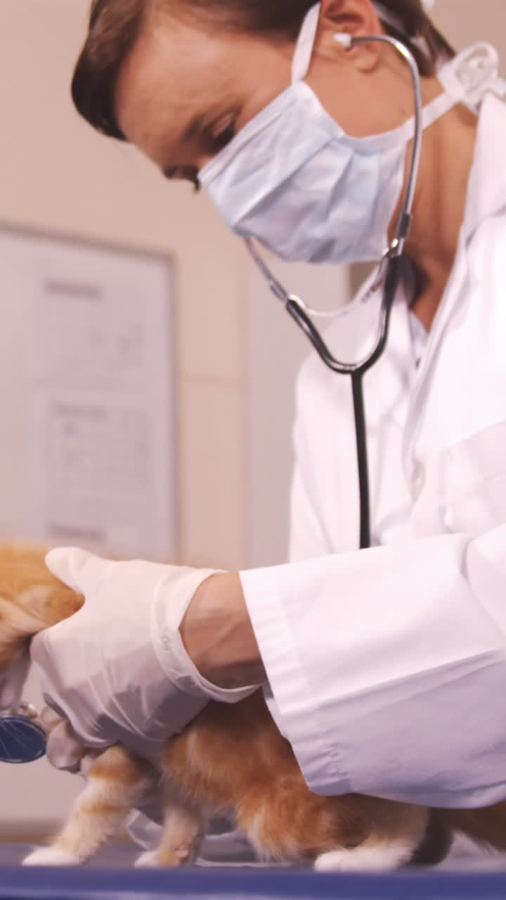 Veterinário a examinar um gato