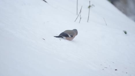 eurasian bullfinch search food in snow