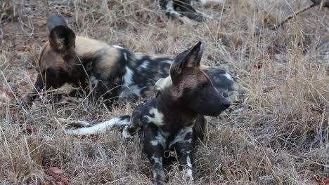 a pair of african wild dogs sit in the grass