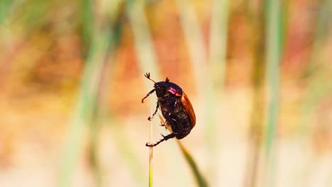 Red-beetle-on-tip-of-the-grass-blade,-closeup