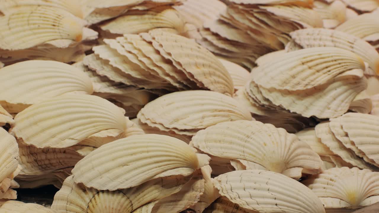 Natural sea shells come in varied textures and warm tones, reflecting marine life and coastal allure