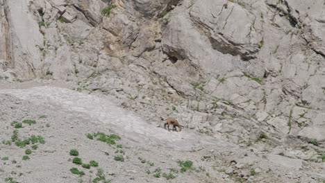 Chamois-looking-for-food-in-the-rocky-and-snow-mountains