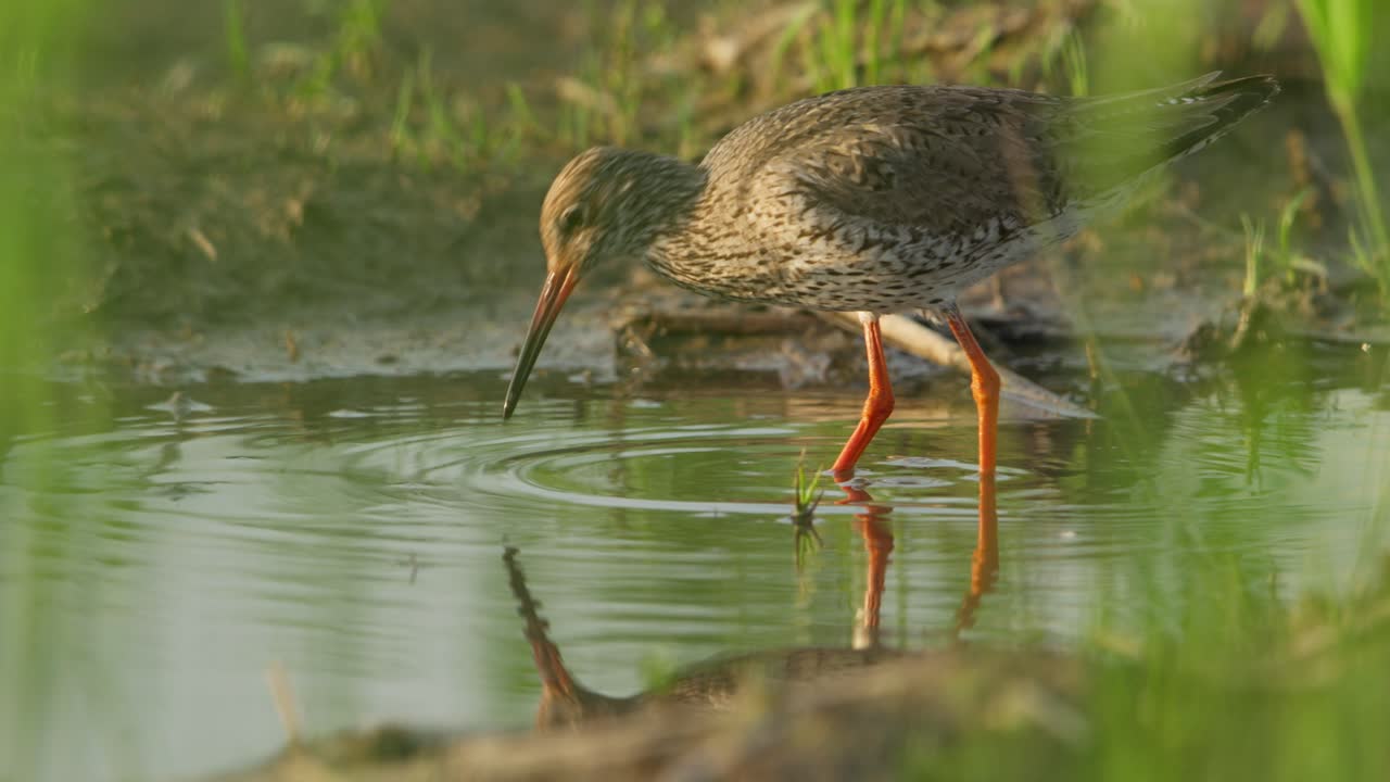 vadeo de patas rojas en aguas poco profundas