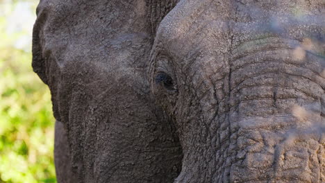 elephant head closeup