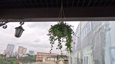 hanging plant swaying on a hanoi balcony