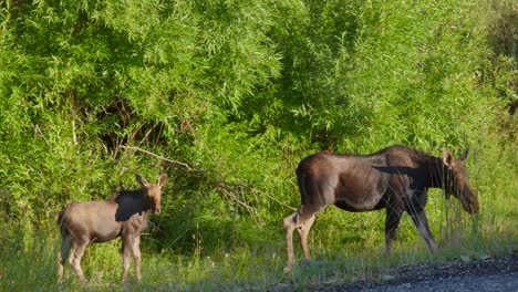 mom and calf moose on the side of the road getting ready to cross in island park, idaho, usa