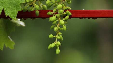 primer plano de un capullo de uva verde joven con gota de agua en el viñedo