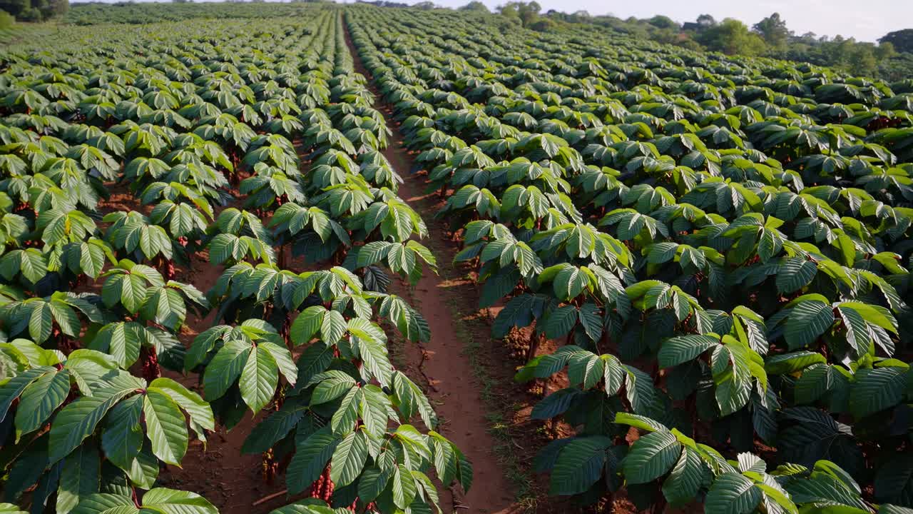 Aerial view of a lush green plantation with rows of plants stretching into the distance