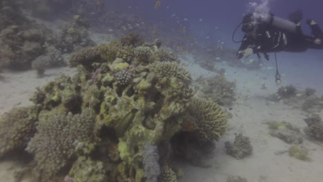 scuba diver girl under water in the red sea beside the corals and surrounded by marine life with the magic of sunlight shot on raw cine style color profile