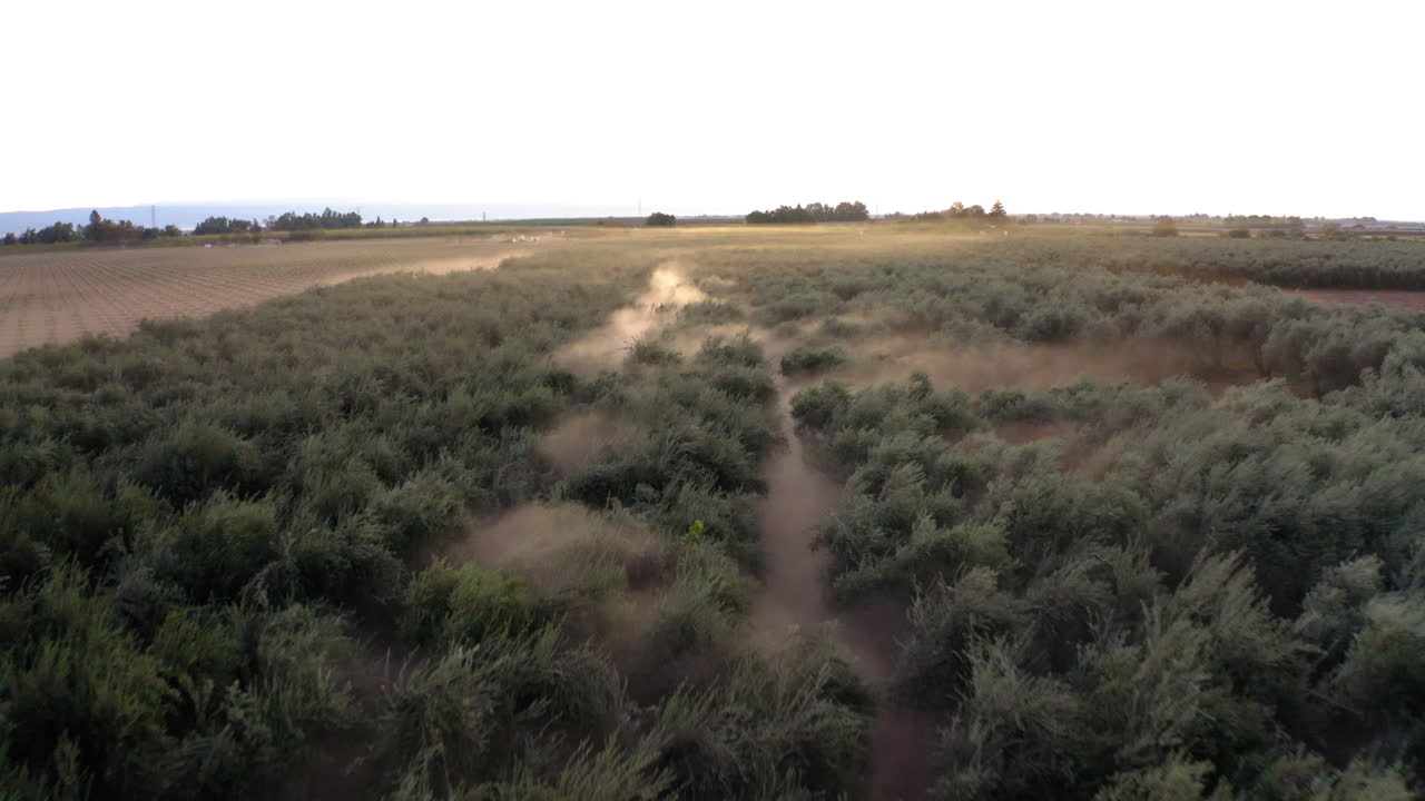 Aerial View of Olive Grove with Dust Plume