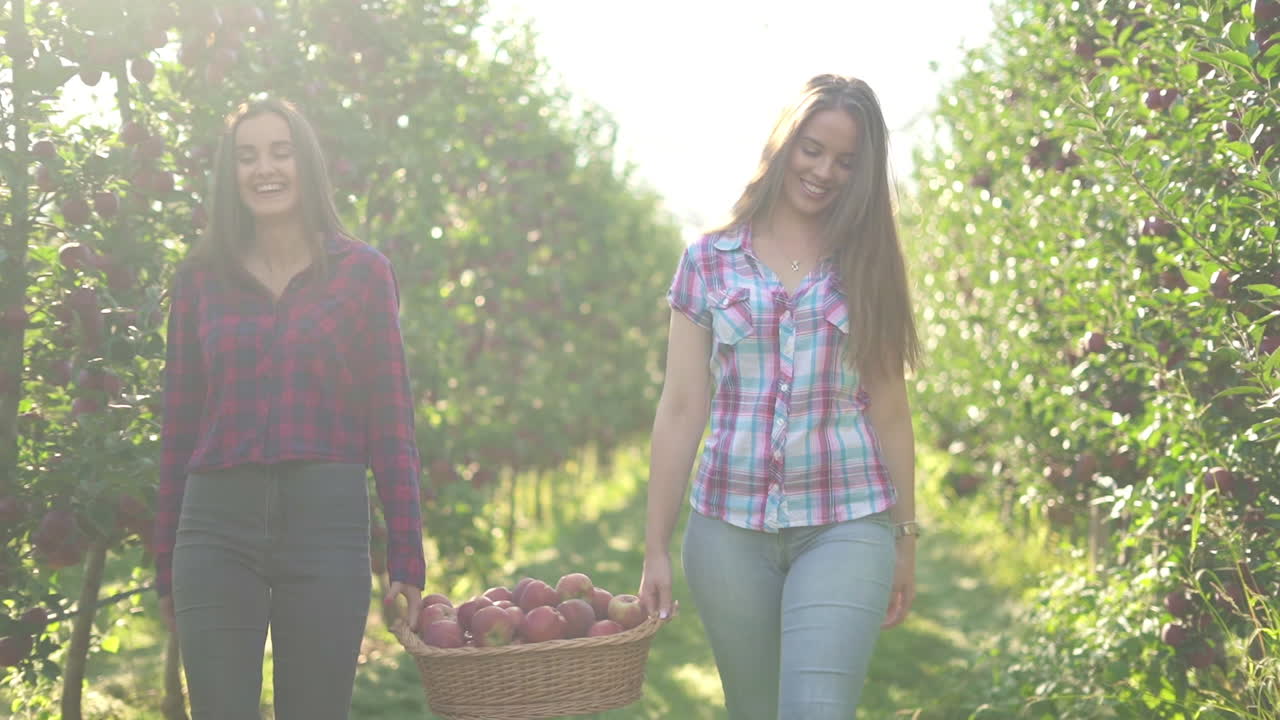 Two Young Women Walking with a Basket of Apples in a Sunny Orchard