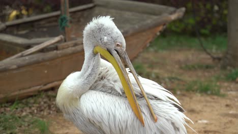 large bird cleaning itself at wuxi zoo (jiangsu, china)