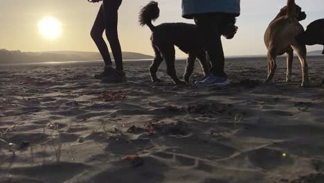 a group of dogs play on a sandy beach with their owners in slow-motion at sunrise