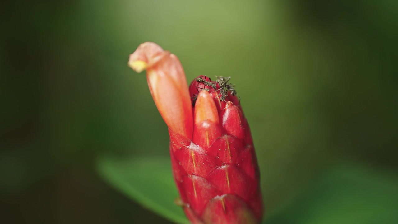 Scatto macro statico che cattura un gruppo di formiche che si arrampicano e si muovono intorno al tubo floreale giallo in maturazione e alle brattee rosse di una pianta di zenzero a bottone rosso