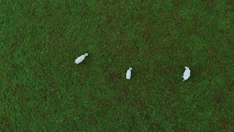 aerial shot of white sheep herd peacefully grazing in lush green pasture