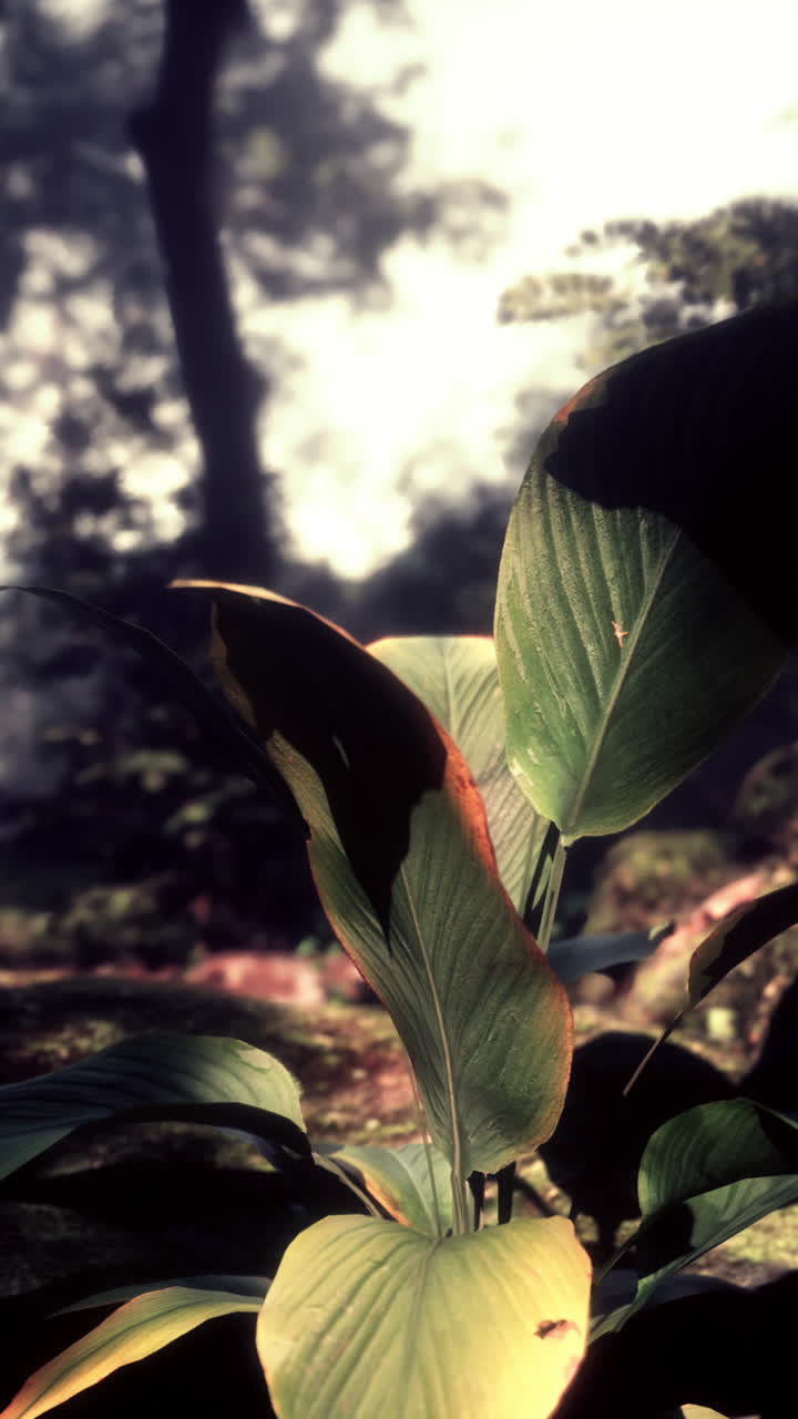 primer plano de una planta tropical verde exuberante en el bosque