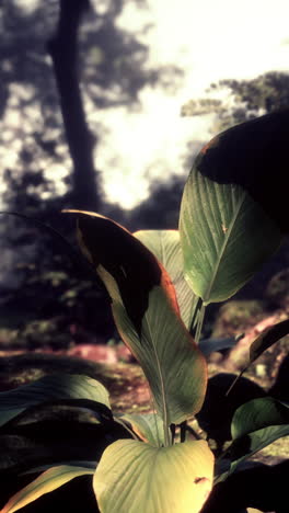 close-up of a lush green tropical plant in the forest
