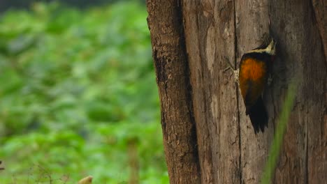 Woodpicker-finding-food-in-tree-.