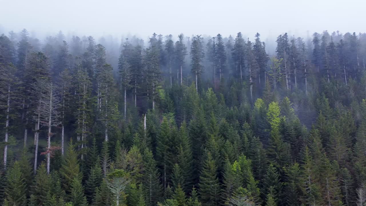 Vista aerea con lenta panoramica di una fitta foresta montana con nuvole bianche e cupe sulla cima degli alberi nei Vosgi, Francia 4K.