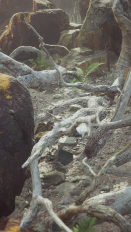 misty rocky landscape with driftwood and ferns