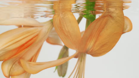 dipping bright orange lily flowers under clear water