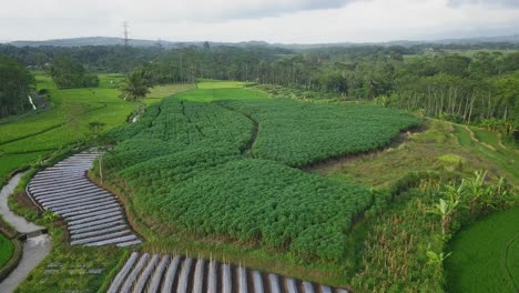 vista aérea de la plantación de mandioca en medio del campo de arroz en indonesia