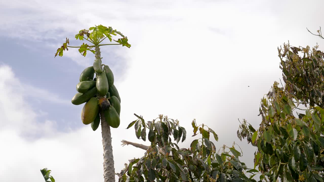 árbol frutal de papaya tropical, fondo de un día nublado