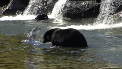 black bear fishing in the river for salmon