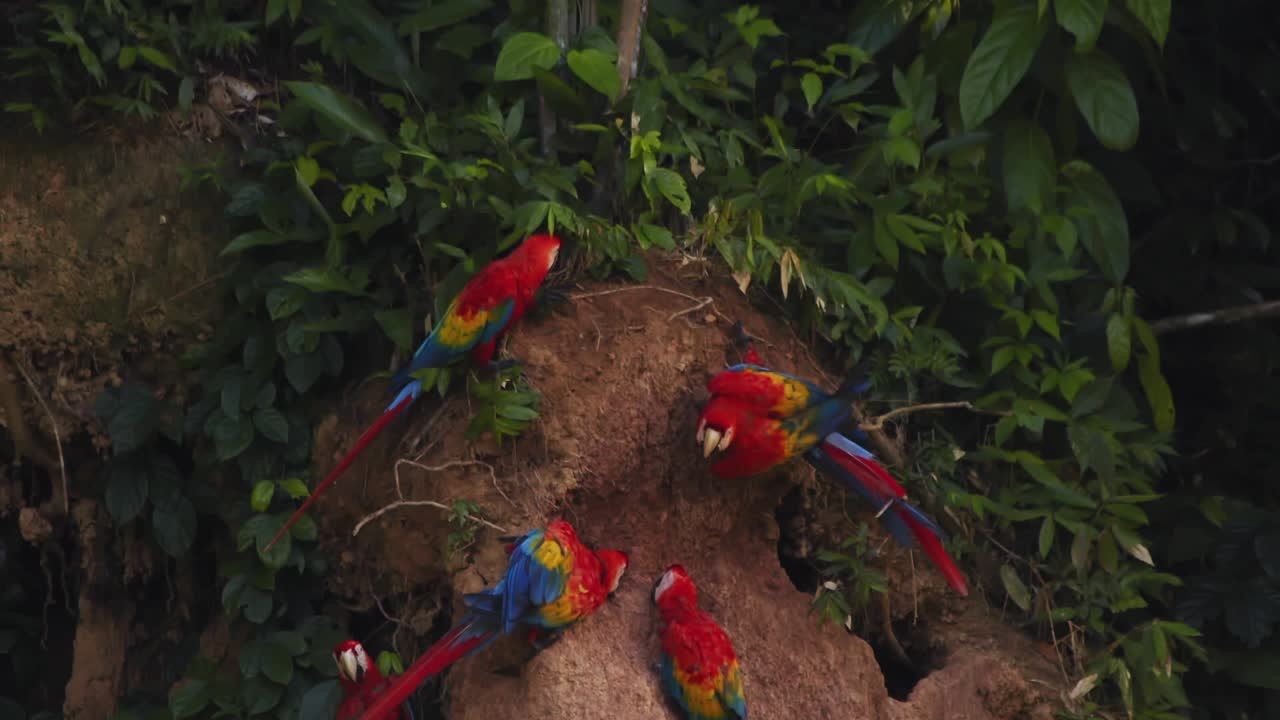 Closeup of a Bunch of Scarlet Macaws eating nutrient rich mud at the chuncho clay lick in the Rainforest