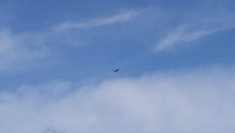 bald eagle flying over ketchikan, alaska.