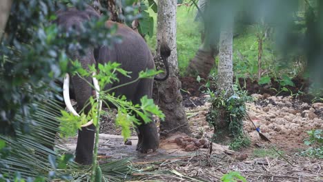 el elefante del templo tira de las cadenas en una jungla