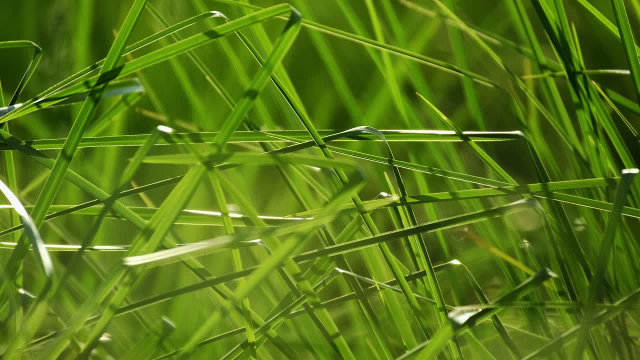 봄 시간에 무성한 녹색 신선한 작물