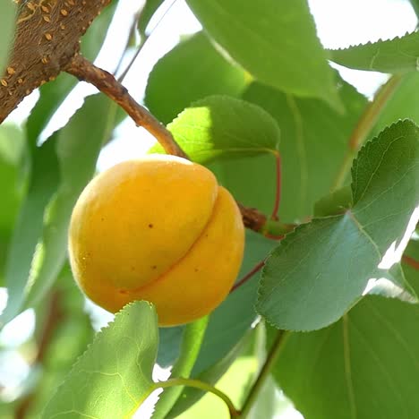 ripe apricots on tree branch slow motion