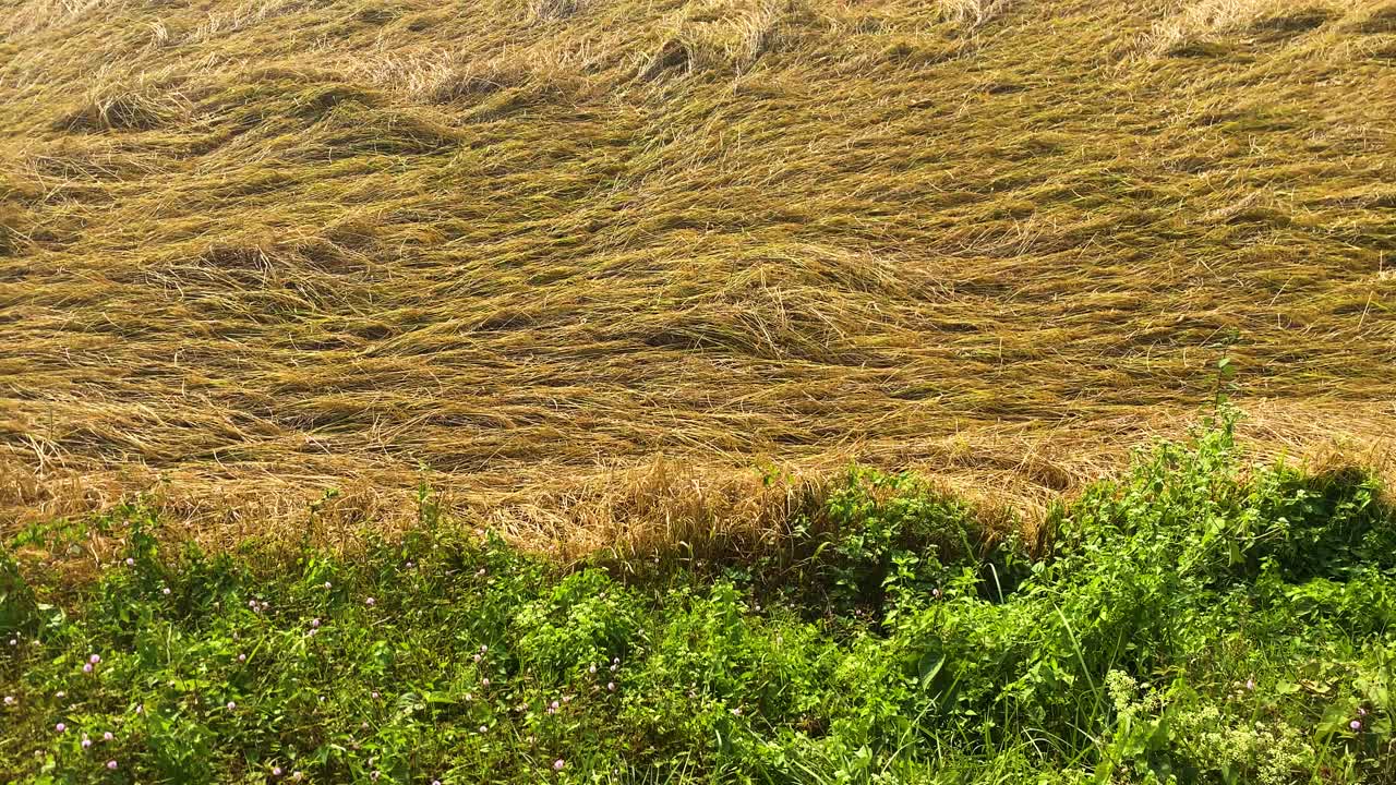 Risaie mature e dorate che mostrano il forte impatto del vento in Bangladesh. Effetto post tempesta.