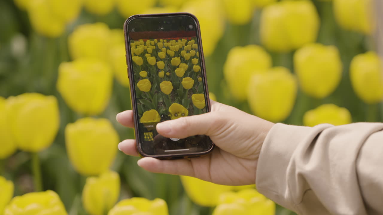Slow motion shot of a tourist taking a photo of bright yellow tulips in Kyoto, Japan