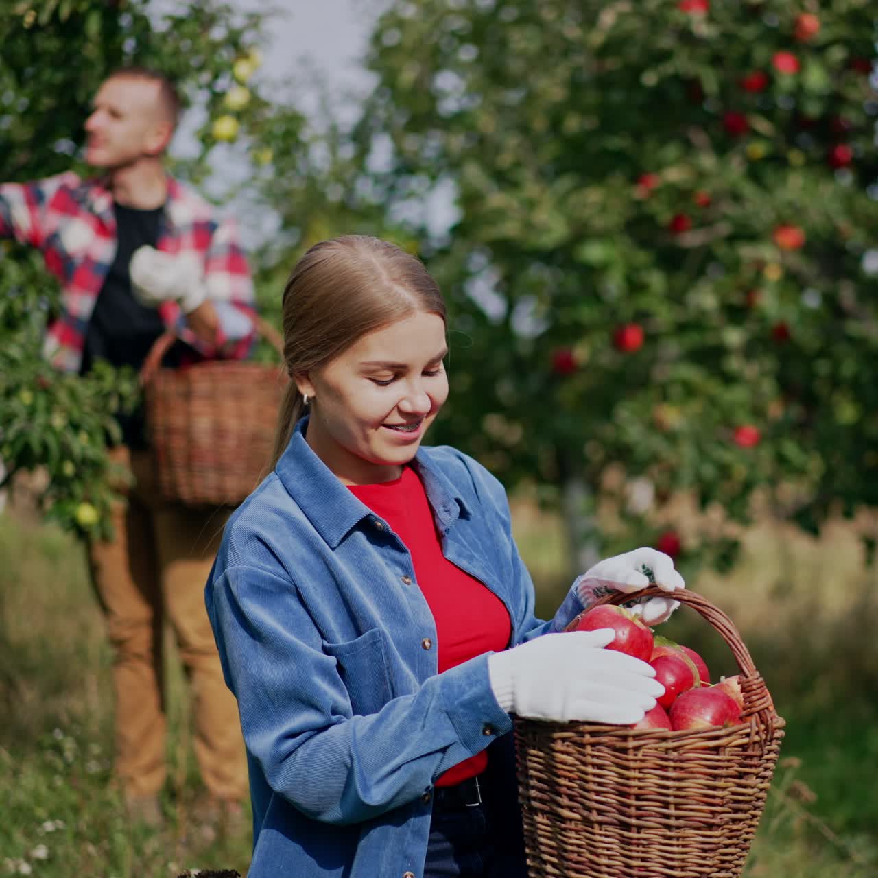 Woman in blue shirt holds a full basket of beautiful red ripe apples picked in the garden. Lady looks through the fruit satisfied. Men at backdrop pick up fruit from tree