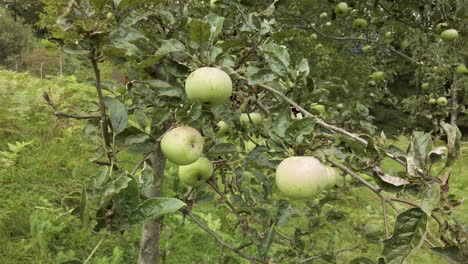 Apple-tree-branch-–-swaying-in-the-wind-–-gimbal-shot