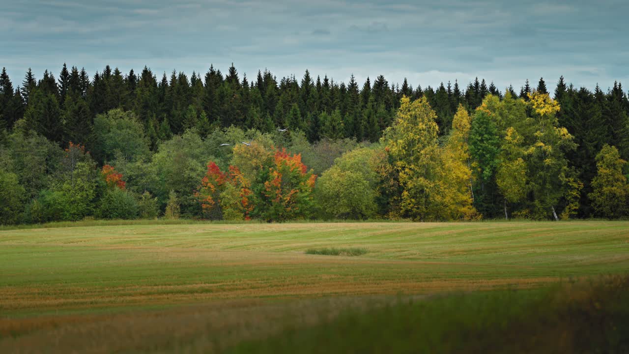 Un piccolo stormo di gru vola con grazia sopra il prato verde e la colorata foresta autunnale.