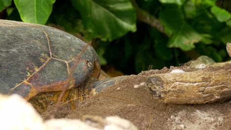 tortuga marina escondida detrás de la vegetación en la playa