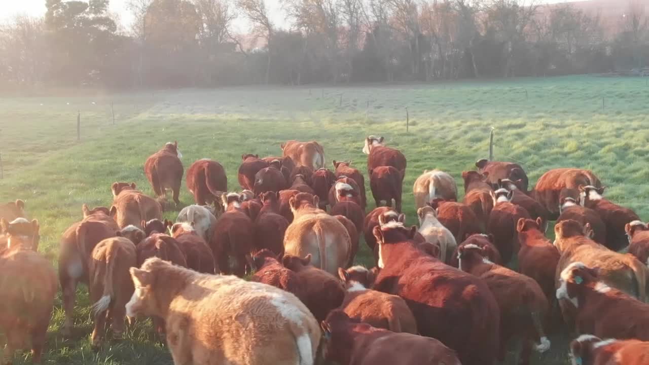 un gruppo di mucche nella fattoria che corrono in giro