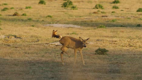 roe deer scratching itself in a meadow