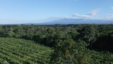 commercial banana plantation in alajuela, costa rica filmed by a drone