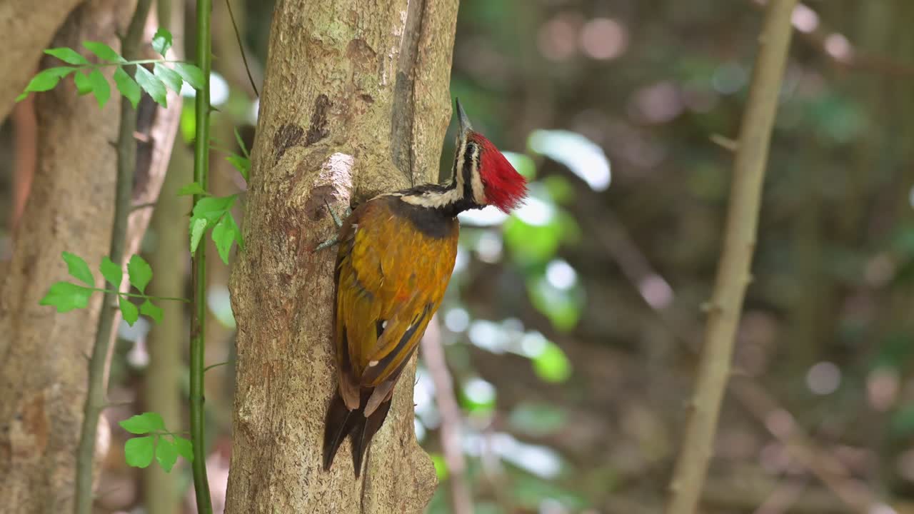 encaramado frente al pequeño árbol buscando un lugar para picotear mientras otras aves vuelan en el fondo en lo profundo del bosque, flameback común dinopium javanense, tailandia