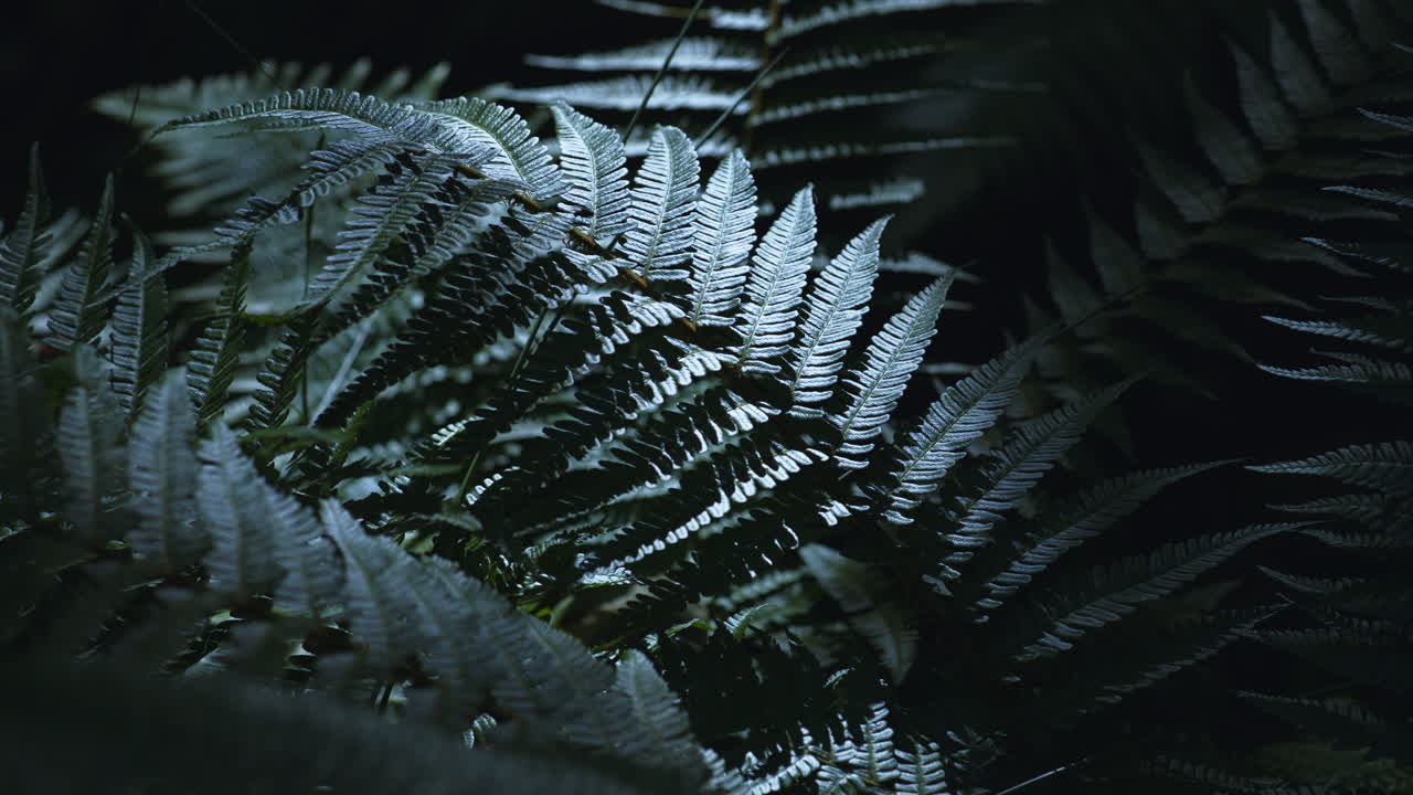 el sol del mediodía golpea ferm en el denso bosque 4k