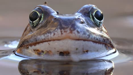 Brown-frog-(Rana-temporaria)-close-up-in-a-pond.