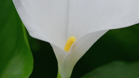 insect gathering pollen from a large white lilly flower in summer