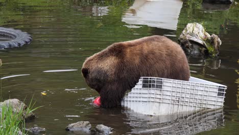 brown bear playing with a ball in a pond