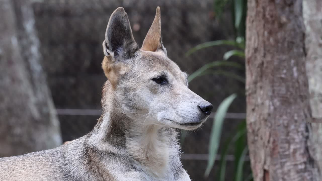개 가 휴식 하고 주변 을 관찰 하고 있다
